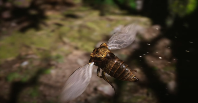 cicada wukong