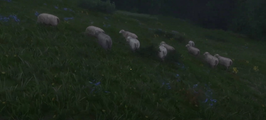 sheeps pasture